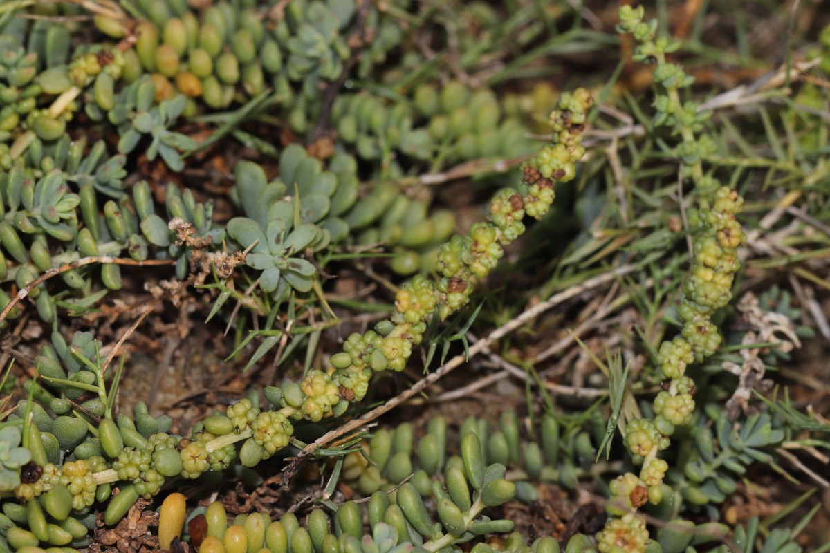 Suaeda vermiculata Forssk. ex J.F.Gmel.